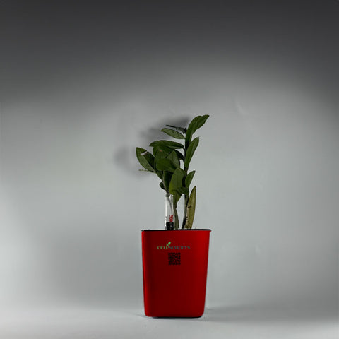 ZZ Plant (Zamioculcas zamiifolia)