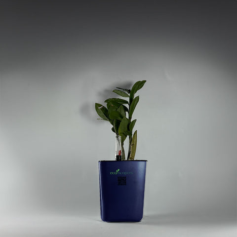ZZ Plant (Zamioculcas zamiifolia)