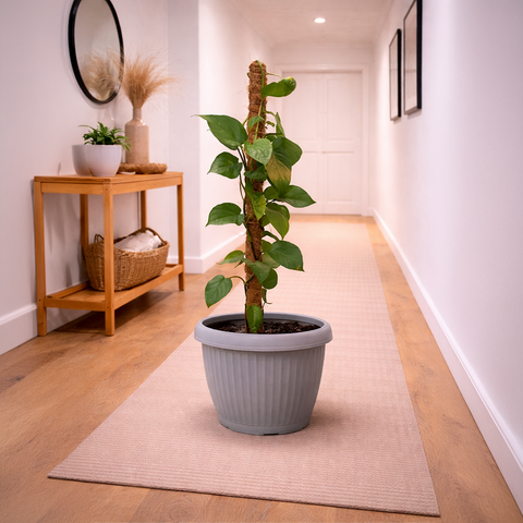 Money Plant Green in Roma Planter