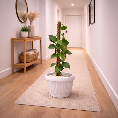Money Plant Green in Roma Planter