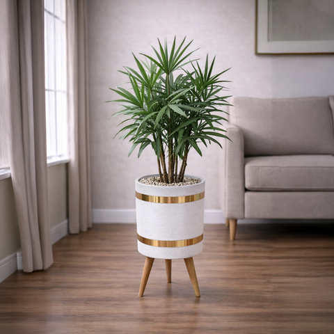 Lady Palm