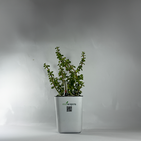Jade Plant (Crassula ovata)