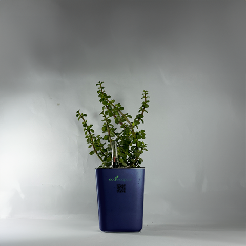 Jade Plant (Crassula ovata)