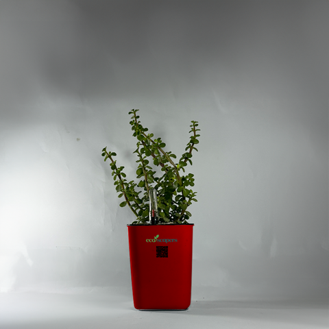Jade Plant (Crassula ovata)