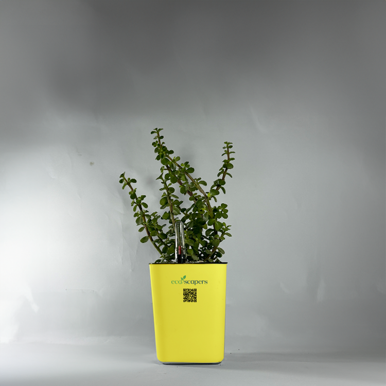 Jade Plant (Crassula ovata)