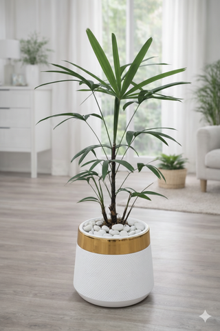Lady Palm With Luxe Planter