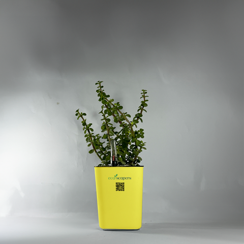 Jade Plant (Crassula ovata)