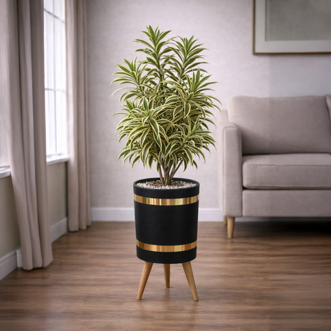Song of India Plant Luxury Stand Planter Combo
