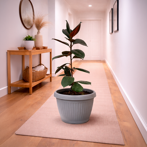 Rubber Plant in Roma Planter