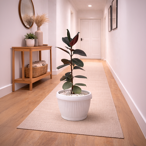 Rubber Plant in Roma Planter