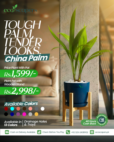 China Palm XL