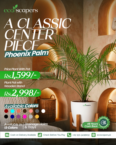 Phoenix Palm XL