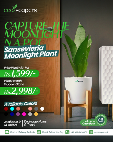 Sansevieria Moonlight XL