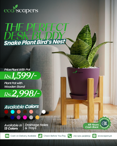 Snake Plant Bird’s Nest XL