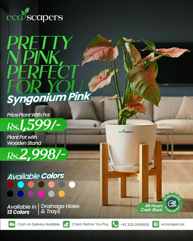 Syngonium Pink XL