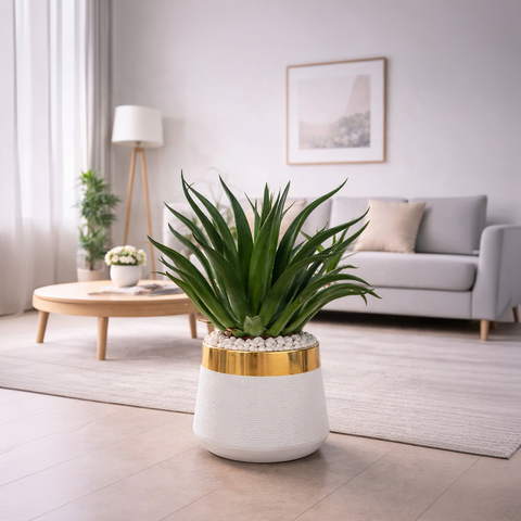 Agave Plant