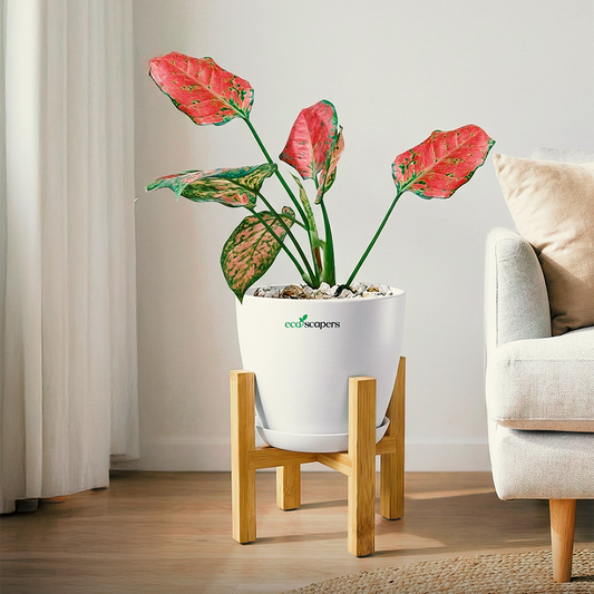 Aglaonema pink lipstick XL 1000