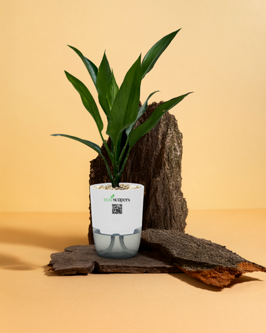 Aglaonema Tigress 1200
