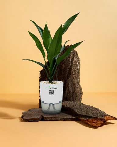 Aglaonema Tigress