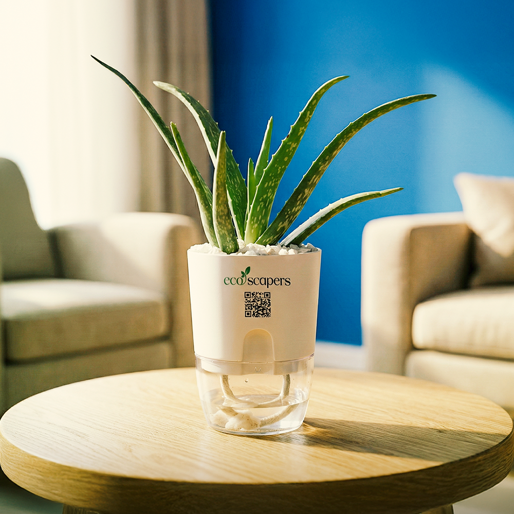 Aloe Vera — EcoScapers Pakistan