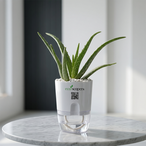 AQUARIUS-ALOE VERA