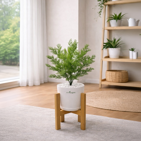 Lifelike Asparagus Fern with Wooden Stand | Indoor Plant Décor Pakistan