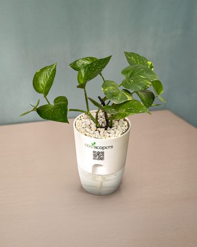 CANCER-MONEY PLANT GREEN