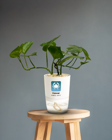 CANCER-MONEY PLANT GREEN