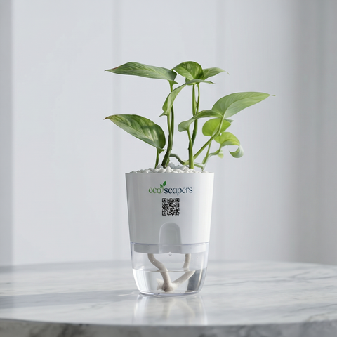 CANCER-MONEY PLANT GREEN