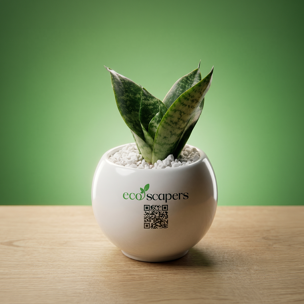 Ceramic planter and plant