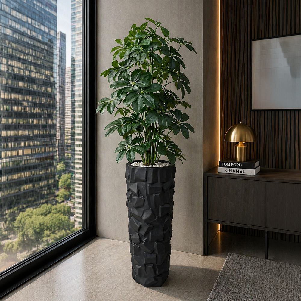 Cheeko Plant