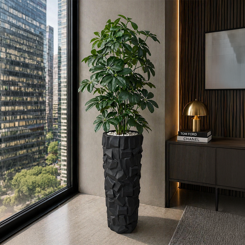 Cheeko Plant