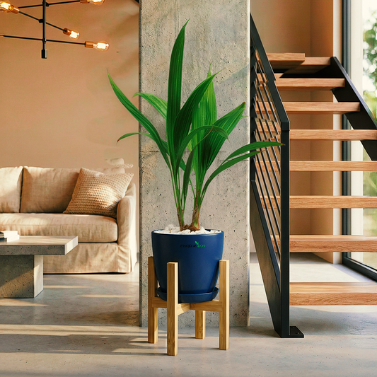 China Palm XL 1000