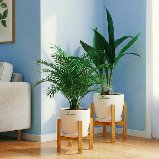 China Palm & Phoenix Palm Indoor Plant Combo 1000