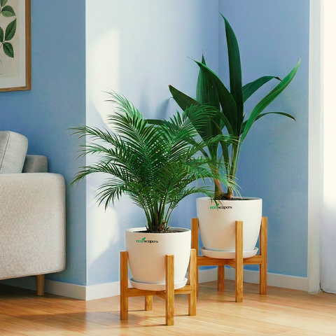 China Palm & Phoenix Palm Indoor Plant Combo