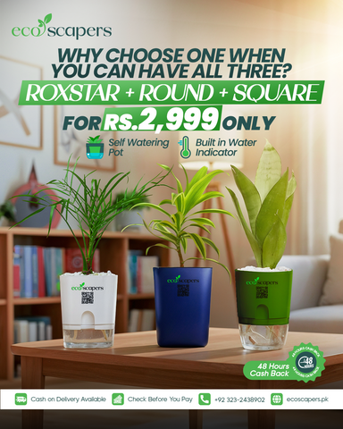 Roxstar + Round + Square