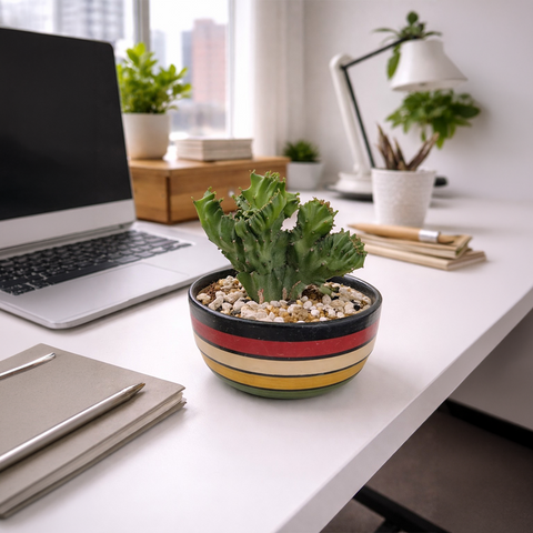 Coral Crested Succulent in Striped Ceramic Dish – Statement Desk Plant