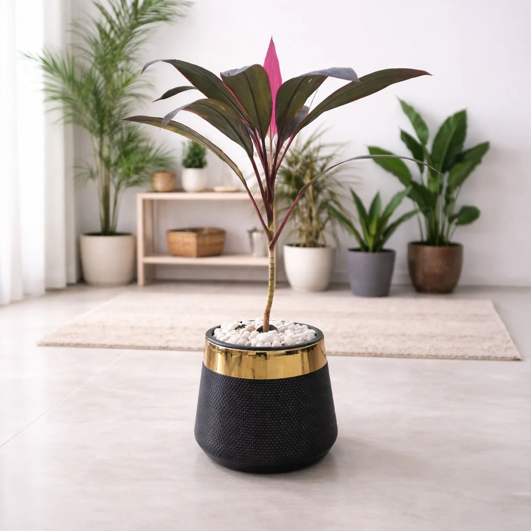Cordyline Fruticosa