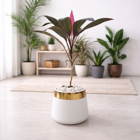 Cordyline Fruticosa