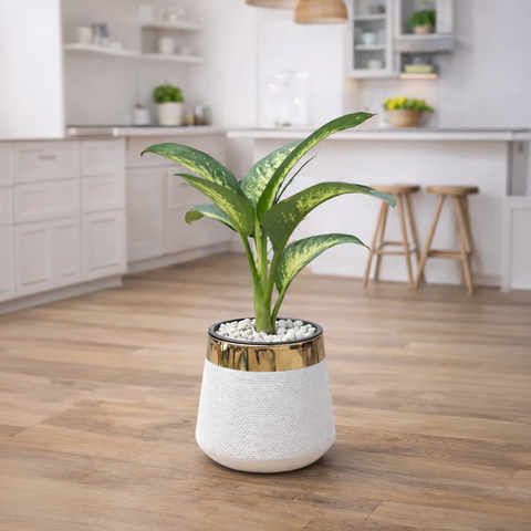 Dieffenbachia Luxury Stand Planter Combo