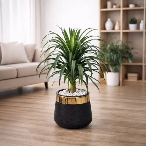 Dracaena Draco