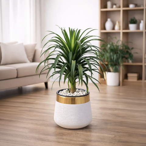 Draco Luxury Stand Planter Combo