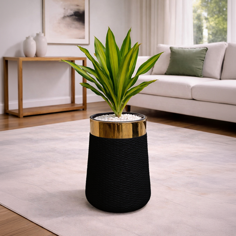 Dracaena Fragrans Massangeana in Luxe Grande Planter