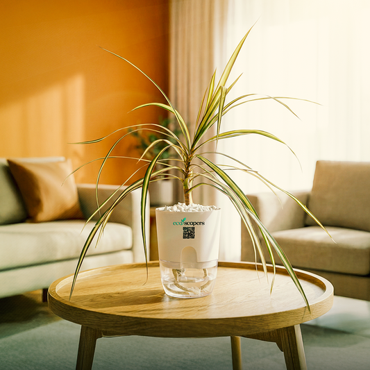 Dracaena marginata Madagascar multicolour 1000