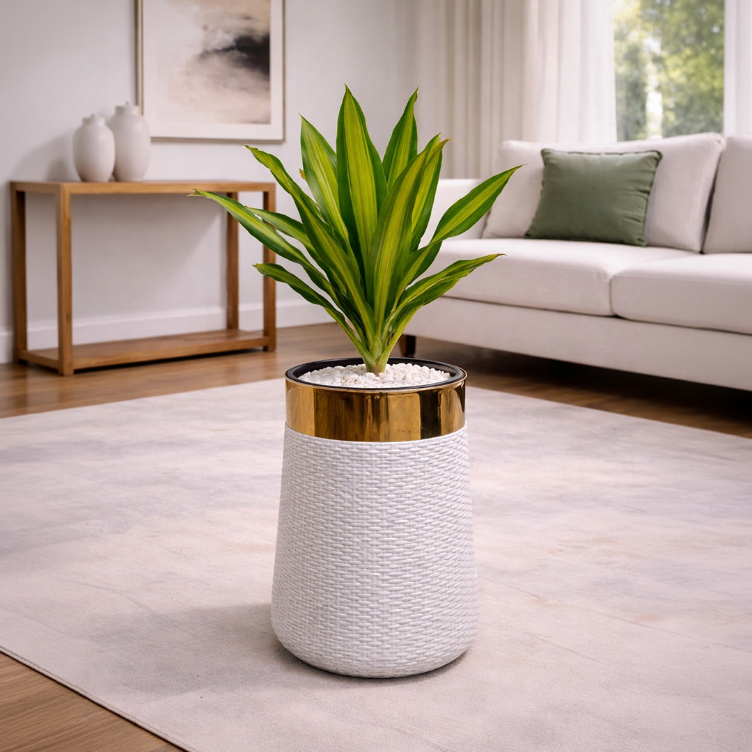Dracaena Fragrans Massangeana in Luxe Grande Planter