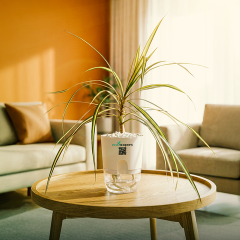 Dracaena Marginata (Dragon Tree)