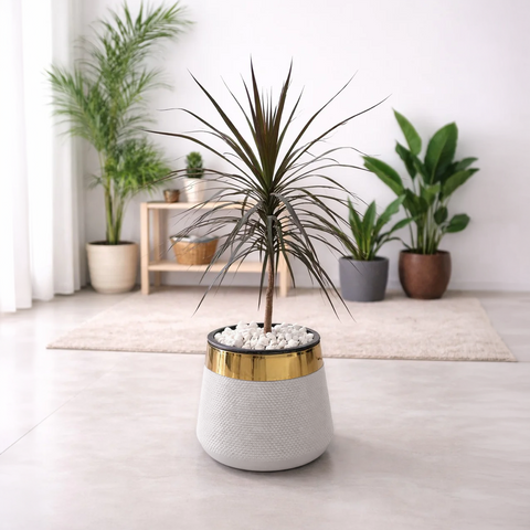 Dracaena marginata Black