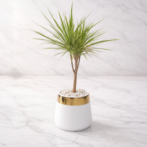 Dracaena marginata Green