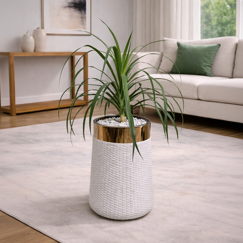 Draco in Luxe Grande Planter