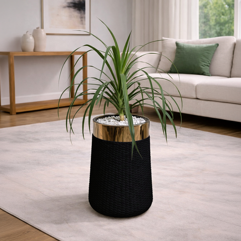 Draco in Luxe Grande Planter